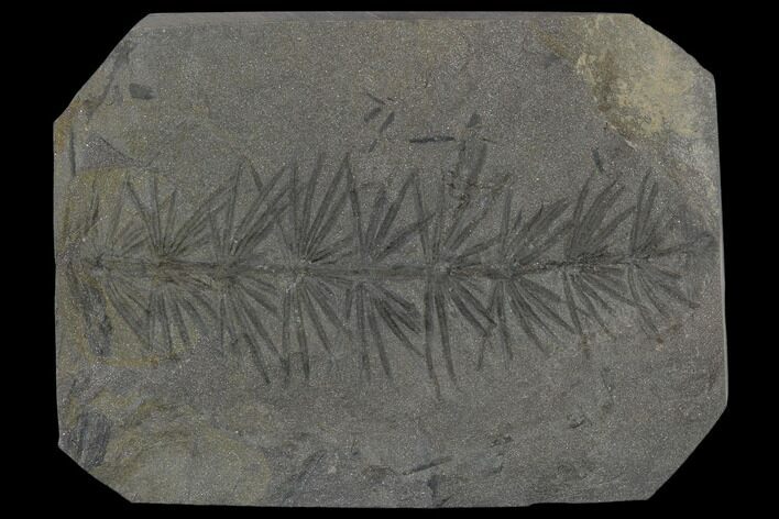 Fossil Pennsylvanian Horsetail (Asterophyllites) - France #114611